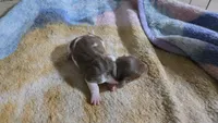 Daisy's piebald female , a female Miniature Dachshund for sale in Omaha, NE – 6 of 9