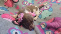 Daisy's piebald female shorthair , a female Miniature Dachshund for sale in Omaha, NE – 4 of 7
