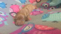 Rose's dapple female , a female Miniature Dachshund for sale in Omaha, NE – 6 of 6