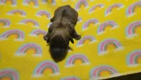 Fern brindle , a male Miniature Dachshund for sale in Omaha, NE – 3 of 10