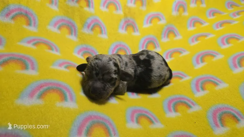 Fern dapple  – Miniature Dachshund puppy for sale in Omaha, NE
