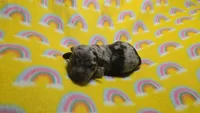 Fern dapple , a male Miniature Dachshund for sale in Omaha, NE – 1 of 10