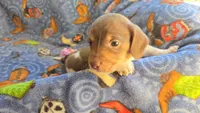 Daisy's piebald female wirehair , a female Miniature Dachshund for sale in Omaha, NE – 4 of 10