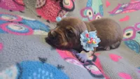 Daisy's piebald shorthair , a male Miniature Dachshund for sale in Omaha, NE – 2 of 7