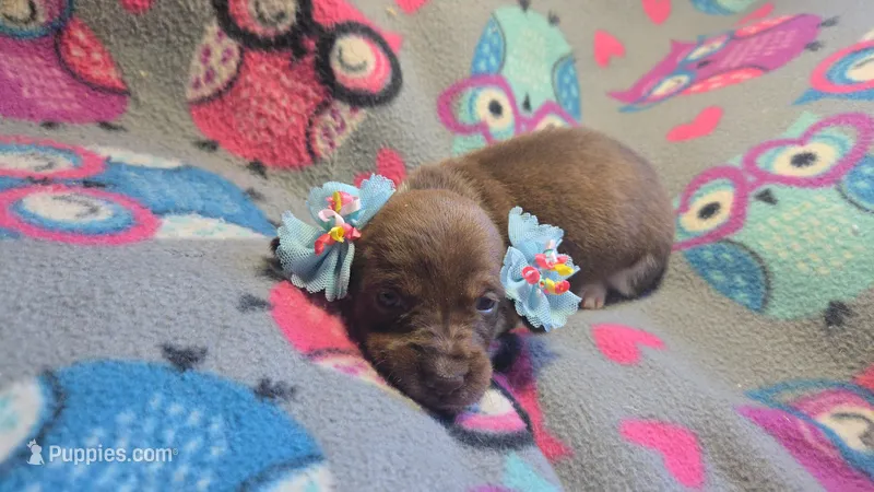 Daisy's piebald shorthair  – Miniature Dachshund puppy for sale in Omaha, NE