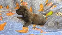 Daisy's brindle longhair, a male Miniature Dachshund for sale in Omaha, NE – 8 of 8