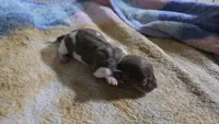 Daisy's piebald female , a female Miniature Dachshund for sale in Omaha, NE – 4 of 9