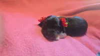 Daisy's black and tan piebald wirehair, a female Miniature Dachshund for sale in Omaha, NE – 5 of 10