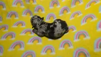 Fern dapple , a male Miniature Dachshund for sale in Omaha, NE – 5 of 10