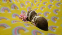 Ferns piebald , a female Miniature Dachshund for sale in Omaha, NE – 3 of 10