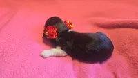 Daisy's black and tan piebald wirehair, a female Miniature Dachshund for sale in Omaha, NE – 7 of 10