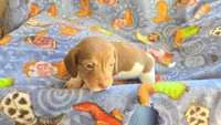 Daisy's piebald female wirehair , a female Miniature Dachshund for sale in Omaha, NE – 8 of 10