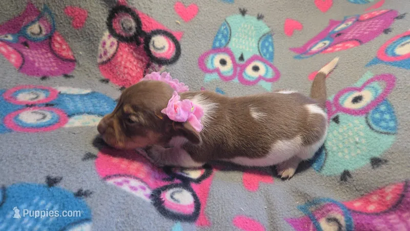 Daisy's piebald female shorthair  – Miniature Dachshund puppy for sale in Omaha, NE