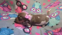 Daisy's piebald female shorthair , a female Miniature Dachshund for sale in Omaha, NE – 1 of 7