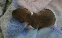 Daisy's piebald , a male Miniature Dachshund for sale in Omaha, NE – 6 of 8