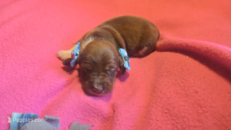 Daisy's piebald  – Miniature Dachshund puppy for sale in Omaha, NE