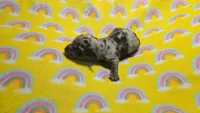 Fern dapple , a male Miniature Dachshund for sale in Omaha, NE – 7 of 10