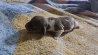 Daisy's piebald female , a female Miniature Dachshund for sale in Omaha, NE – 7 of 9