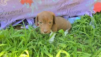 Daisy's piebald wirehair , a male Miniature Dachshund for sale in Omaha, NE – 4 of 9