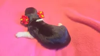 Daisy's black and tan piebald wirehair, a female Miniature Dachshund for sale in Omaha, NE – 4 of 10