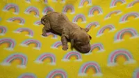Fern red dapple , a male Miniature Dachshund for sale in Omaha, NE – 10 of 10