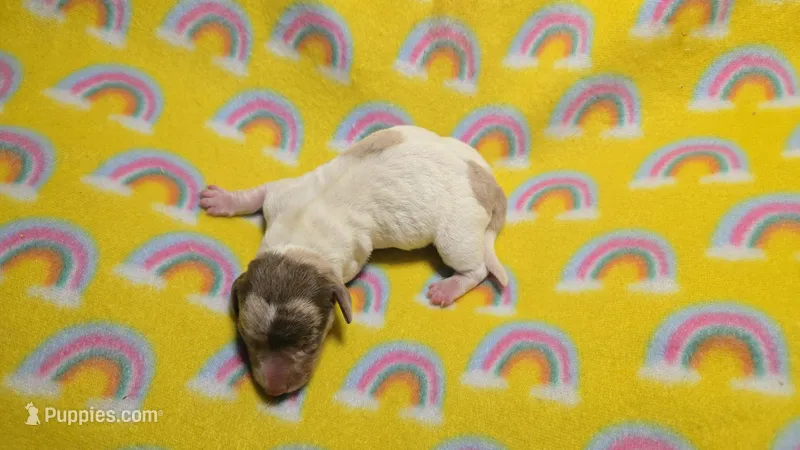 Ferns dapple piebald  – Miniature Dachshund puppy for sale in Omaha, NE