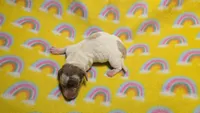 Ferns dapple piebald , a male Miniature Dachshund for sale in Omaha, NE – 1 of 10