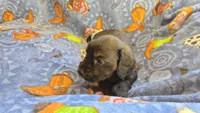 Daisy's brindle longhair, a male Miniature Dachshund for sale in Omaha, NE – 4 of 8