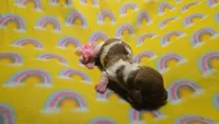 Ferns piebald , a female Miniature Dachshund for sale in Omaha, NE – 8 of 10
