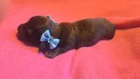 Daisy's brindle wirehair, a male Miniature Dachshund for sale in Omaha, NE – 6 of 10