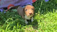 Daisy's piebald wirehair , a male Miniature Dachshund for sale in Omaha, NE – 2 of 9