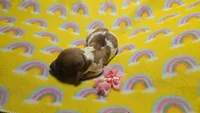 Ferns piebald , a female Miniature Dachshund for sale in Omaha, NE – 5 of 10