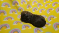 Fern brindle , a male Miniature Dachshund for sale in Omaha, NE – 10 of 10