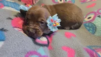 Daisy's piebald shorthair , a male Miniature Dachshund for sale in Omaha, NE – 5 of 7