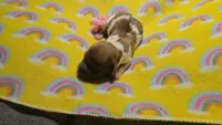Ferns piebald , a female Miniature Dachshund for sale in Omaha, NE – 10 of 10