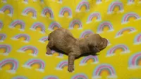 Fern red dapple , a male Miniature Dachshund for sale in Omaha, NE – 9 of 10