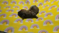 Fern brindle , a male Miniature Dachshund for sale in Omaha, NE – 4 of 10