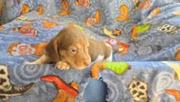 Daisy's piebald female wirehair , a female Miniature Dachshund for sale in Omaha, NE – 6 of 10