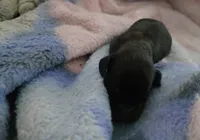 Daisy's brindle , a male Miniature Dachshund for sale in Omaha, NE – 5 of 6