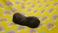 Fern brindle , a male Miniature Dachshund for sale in Omaha, NE – 7 of 10
