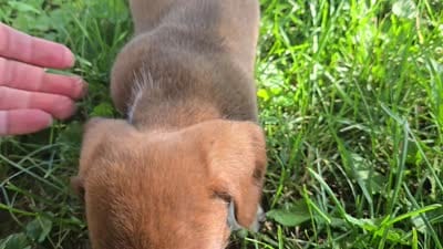 Daisy's piebald wirehair , a male Miniature Dachshund for sale in Omaha, NE – 9 of 9