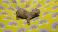 Fern red dapple , a male Miniature Dachshund for sale in Omaha, NE – 8 of 10