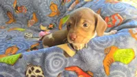 Daisy's piebald female wirehair , a female Miniature Dachshund for sale in Omaha, NE – 2 of 10