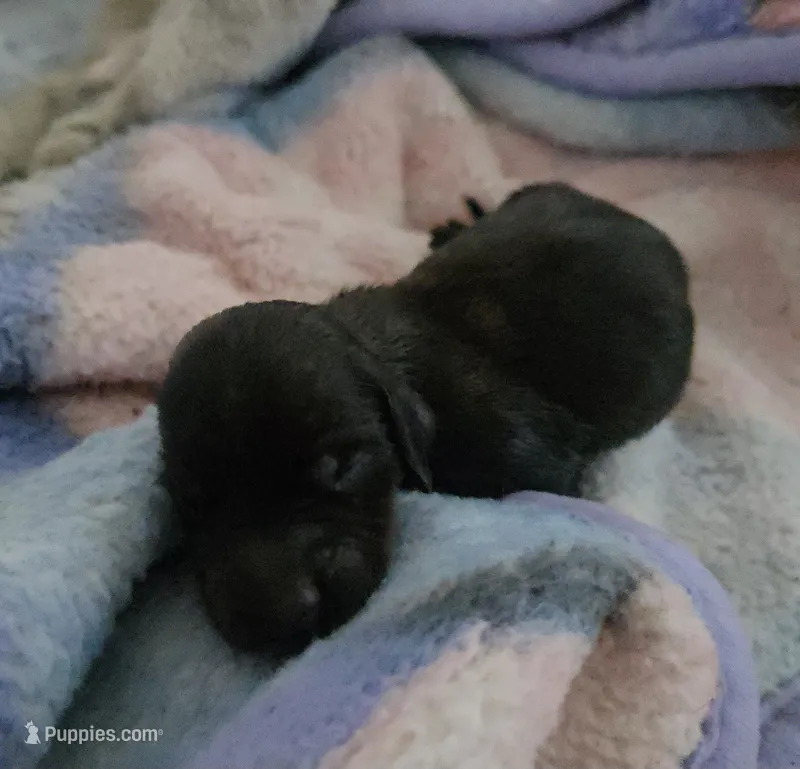 Daisy's brindle  – Miniature Dachshund puppy for sale in Omaha, NE