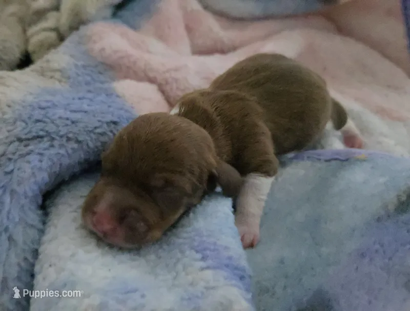 Daisy's piebald  – Miniature Dachshund puppy for sale in Omaha, NE