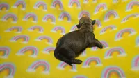 Fern brindle , a male Miniature Dachshund for sale in Omaha, NE – 5 of 10