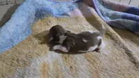 Daisy's piebald female , a female Miniature Dachshund for sale in Omaha, NE – 8 of 9