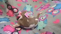 Daisy's piebald female shorthair , a female Miniature Dachshund for sale in Omaha, NE – 3 of 7