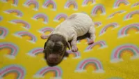 Ferns dapple piebald , a male Miniature Dachshund for sale in Omaha, NE – 2 of 10