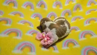 Ferns piebald , a female Miniature Dachshund for sale in Omaha, NE – 4 of 10